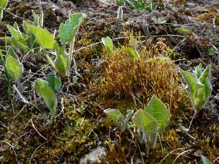 Moss With Sporophytes 
