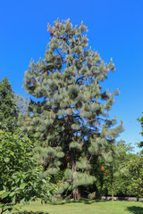 Italie - Iles Borromées - Ile Madre - Pin dans le Parc