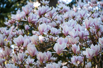Obraz na płótnie Canvas dense blooming pink magnolia flowers on the branches under the shade in the park