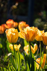 a bunch of orange tulip flowers blooming under the sun in the garden