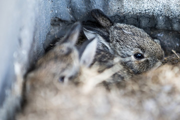 cute wild baby bunny rabbit 