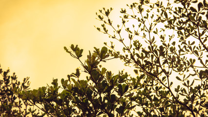 Close up detail of tree leaves and branches fresh with water droplet during the golden hour sunset. Yellow sky background.