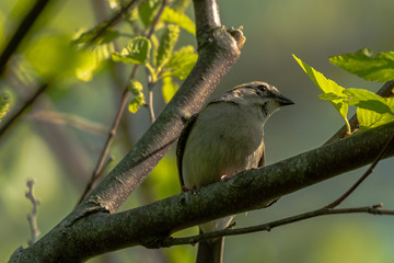 blue tit on branch