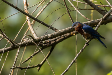 Bluebird portrait 