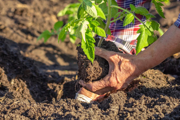 Hand of an elderly woman plants plant seedling in ground. Spring planting vegetables, gardening in...