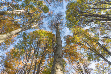 forest in autumn Ushuaia