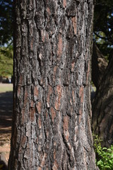 Obraz premium Japanese black pine bark / Pinaceae evergreen coniferous tall tree