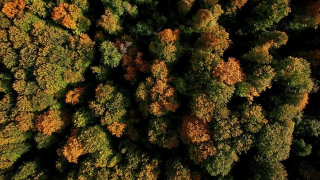 Autumn in forest aerial top view. Mixed forest, green conifers, deciduous trees with yellow leaves. Fall colors countryside woodland. Drone zoom above colorful texture in nature