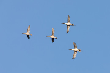 Northern Pintail Duck Flock in Alaska