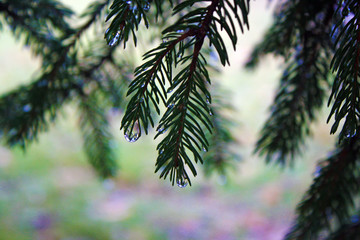 Pine Needles and Water Drops