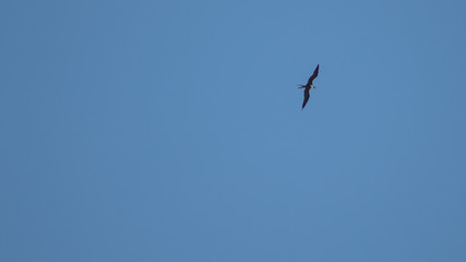 p&aacute;ssaro marinho voando no c&eacute;u azul