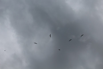 bando de pássaros voando em dia de tempestade