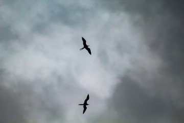 dois pássaros pretos voando num céu de tempestade