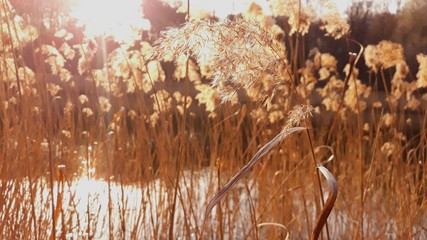 Dry reeds on the lake sway in the wind in the sunset.Glare on the water from the evening sun among dry reeds