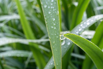 朝5時に撮った朝露の草