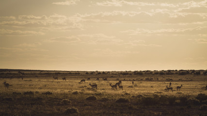 Sunset in Africa