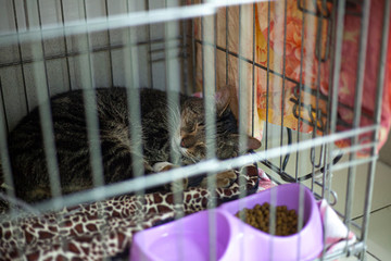 The cat in the cage. Homemade animal on treatment.