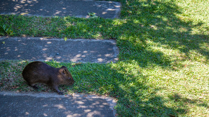 preá na grama verde
