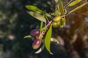 Olives on olive tree in autumn. Season nature image