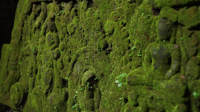 Musgo entre las esculturas y paredes milenarias del templo de Angkor Wat