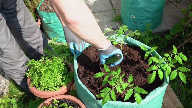 A man planting tomato seedlings in the vegetable grow bag, top view, 4K