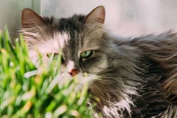 Naklejka na ściany i meble Cat basks in the spring sun.