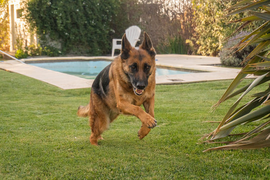 Hermoso perro pastor alemán saltando en medio de un jardín