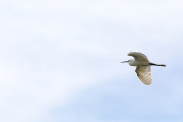 Flying Great white egret Ardea alba wading bird