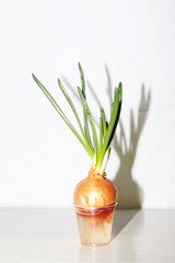 Growing green feather onions at home on a windowsill