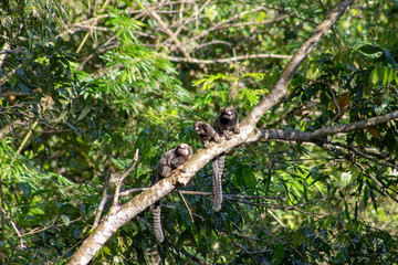 little monkeys on tree