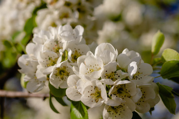 Blossoming pear. White flowers close-up.