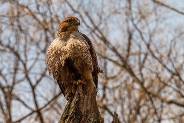 red tailed hawk