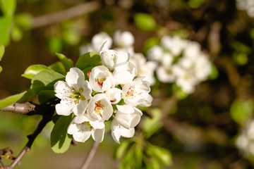 Blossoming pear. White flowers close-up.