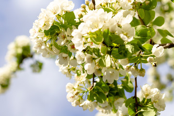 Blossoming pear. White flowers close-up.