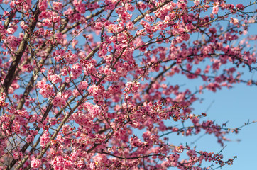 Blooming cherry on a background of blue sky, California