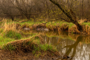 river in the forest in the morning