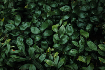 Green leaf background. Natural texture with leaves.