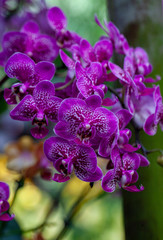 Purple Speckled Orchid Cluster