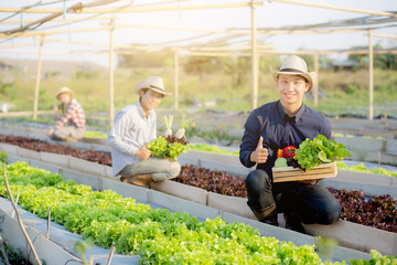 Beautiful young asian two man and one woman picking up fresh organic vegetable with basket together in the hydroponic farm, harvest and agriculture for healthy food and business concept. - obrazy, fototapety, plakaty