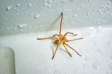 brown spider on a white background