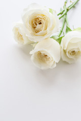 Obraz na płótnie Canvas White Rose. Flower background image.
