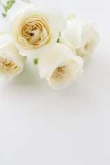  White Rose. Flower background image.
