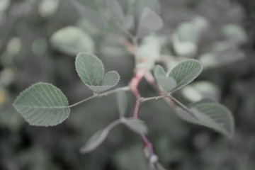 Leaves