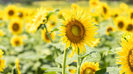 Obraz premium 群生するヒマワリの花 