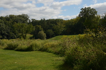 scenic view of green grass and trees lining a forest on a sunny summer day