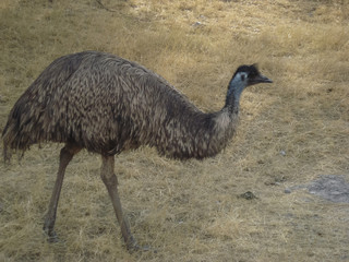 Emu on zoo, tour