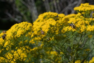 bees rest on yellow flowers on a sunny summer afternoon 