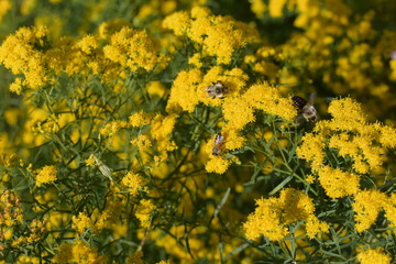 bees rest on yellow flowers on a sunny summer afternoon 