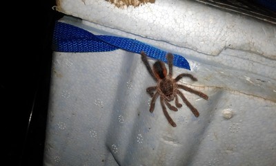 tarantula spider on a web