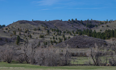 forest in the mountains